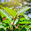Kratom_4U